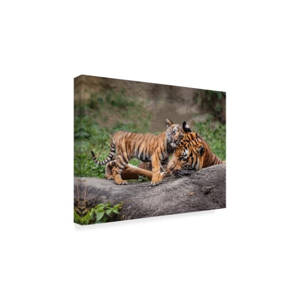 Galloimages Online 'Malayan Tiger Cub Priceless' Canvas Art,35x47